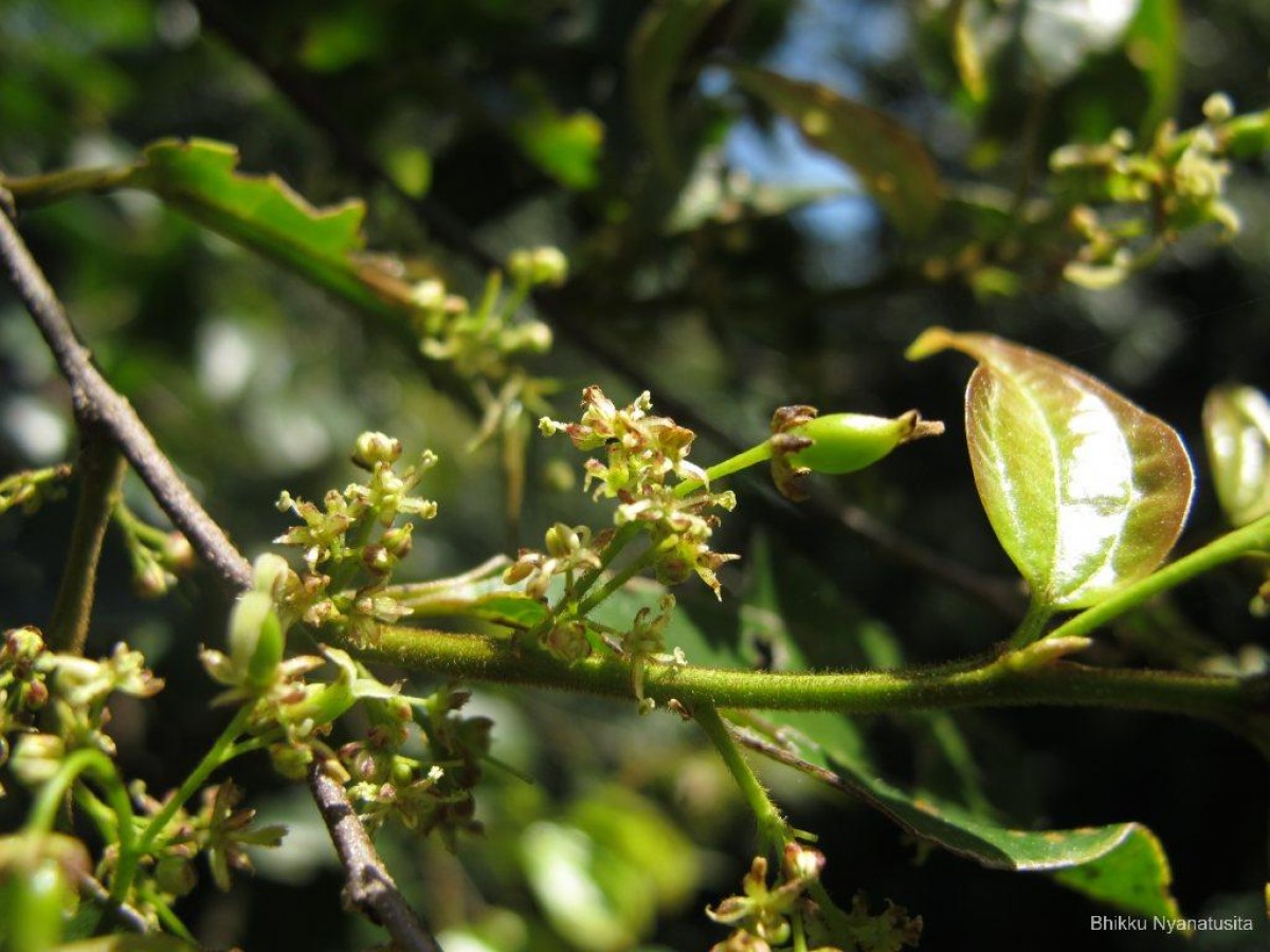 Celtis philippensis Blanco